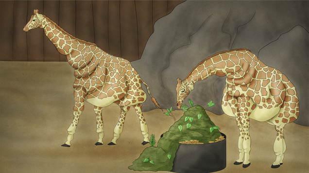 Illustration for article titled Powerful: This Is What The World Would Look Like If We Took All The Money We Spend Feeding Camels And Spent It Feeding Giraffes